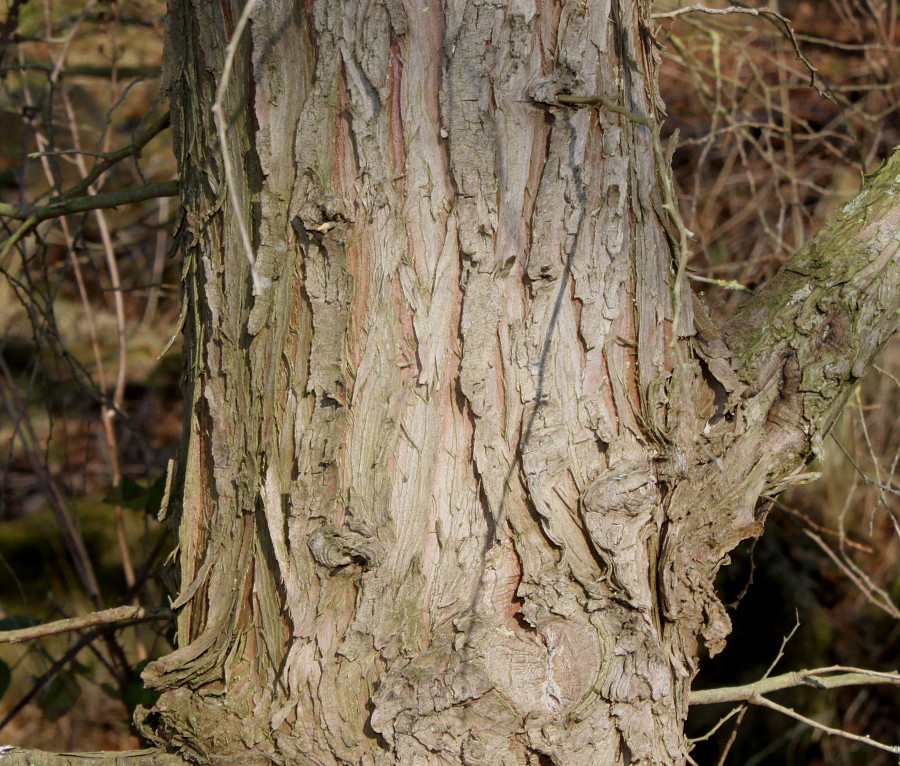 Image of Chamaecyparis thyoides specimen.