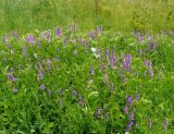 Vicia tenuifolia
