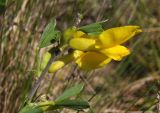 Chamaecytisus borysthenicus. Верхушка цветущего побега. Украина, г. Запорожье, о-в Хортица, песчаный участок в центральной части. 26.04.2014.