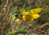 Chamaecytisus borysthenicus