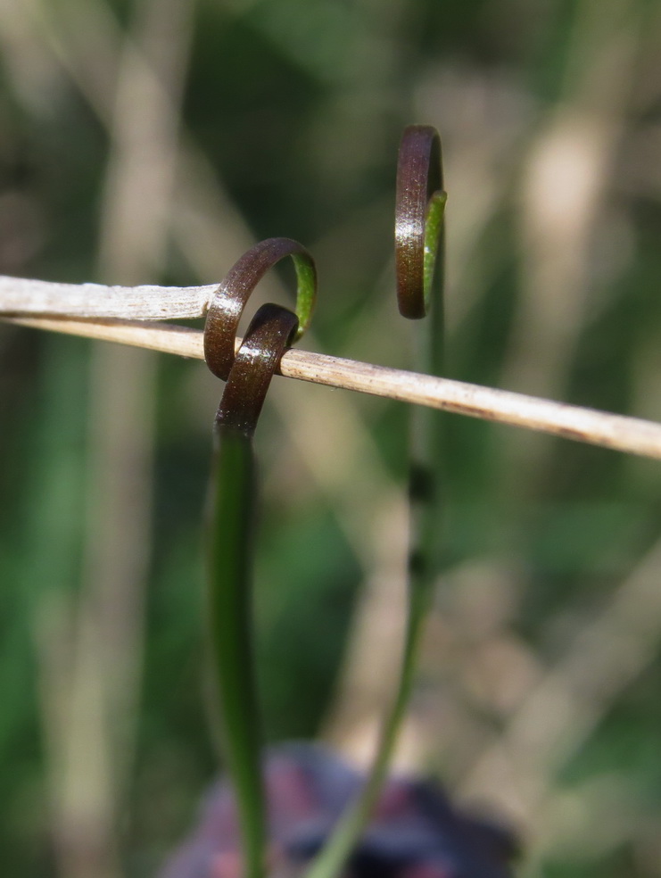 Image of Fritillaria ruthenica specimen.