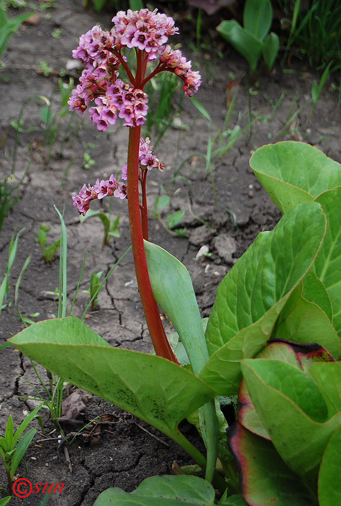 Image of Bergenia crassifolia specimen.