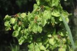 Rumex patientia ssp. orientalis