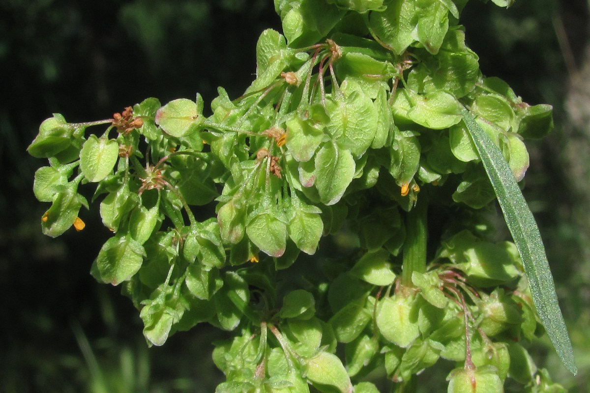 Image of Rumex patientia ssp. orientalis specimen.