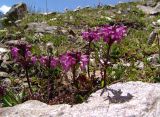 Pedicularis crassirostris