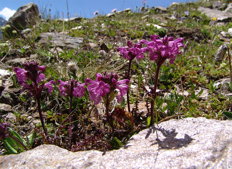 Изображение особи Pedicularis crassirostris.