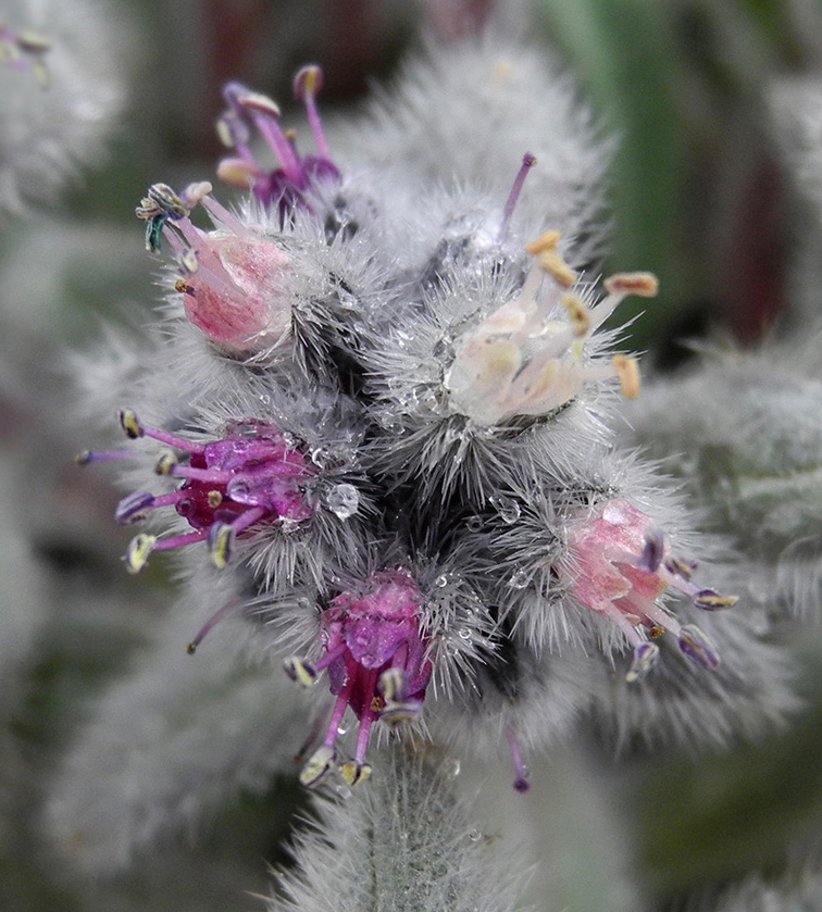 Изображение особи Craniospermum subvillosum.