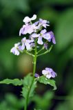 Hesperis matronalis