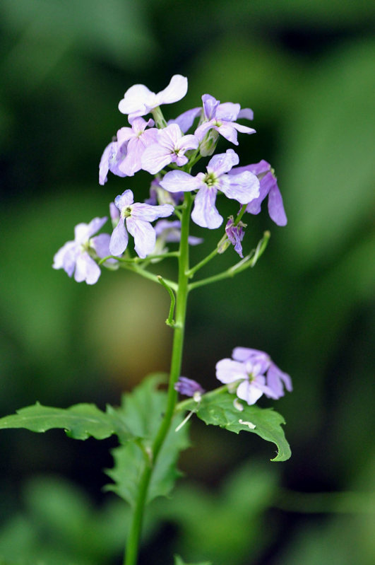 Изображение особи Hesperis matronalis.