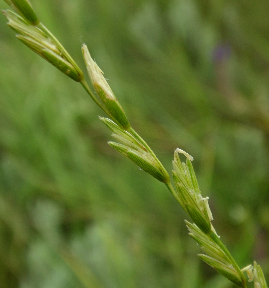 Изображение особи Elytrigia intermedia.