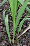 Gladiolus palustris. Основание побега. Германия, г. Дюссельдорф, Ботанический сад университета. 02.06.2014.