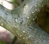 Rhamnus subspecies fallax