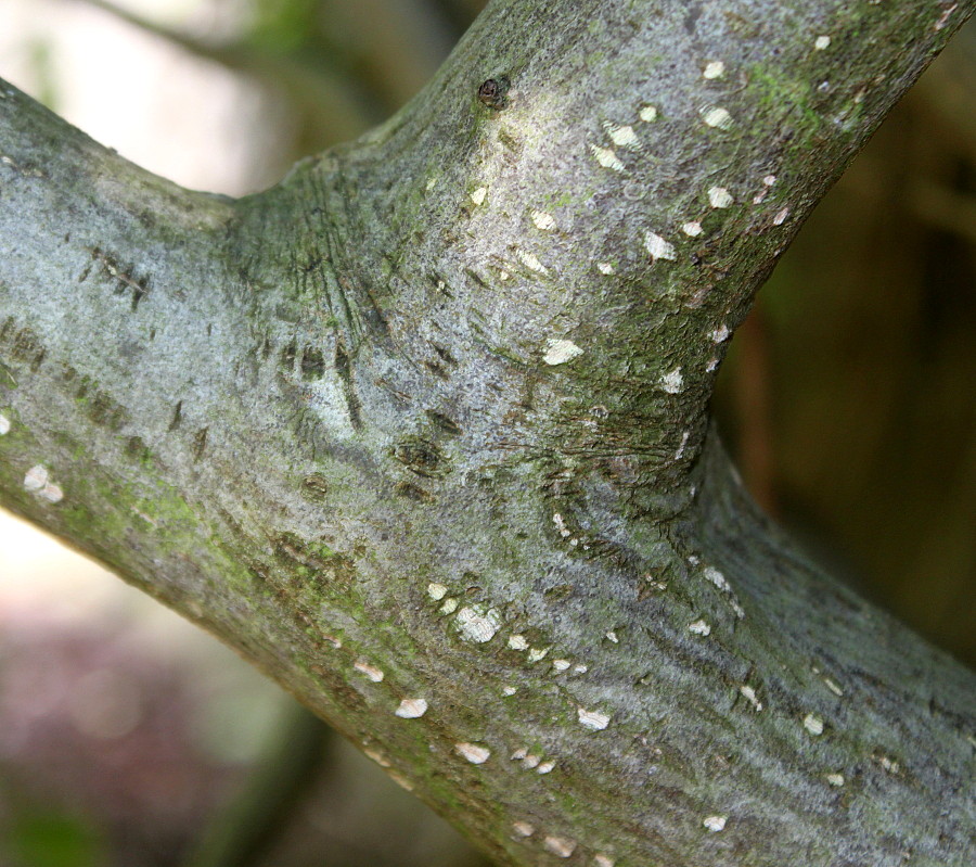 Изображение особи Rhamnus alpina ssp. fallax.