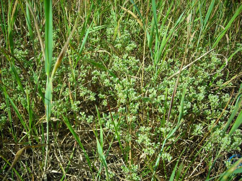 Image of Scleranthus perennis specimen.