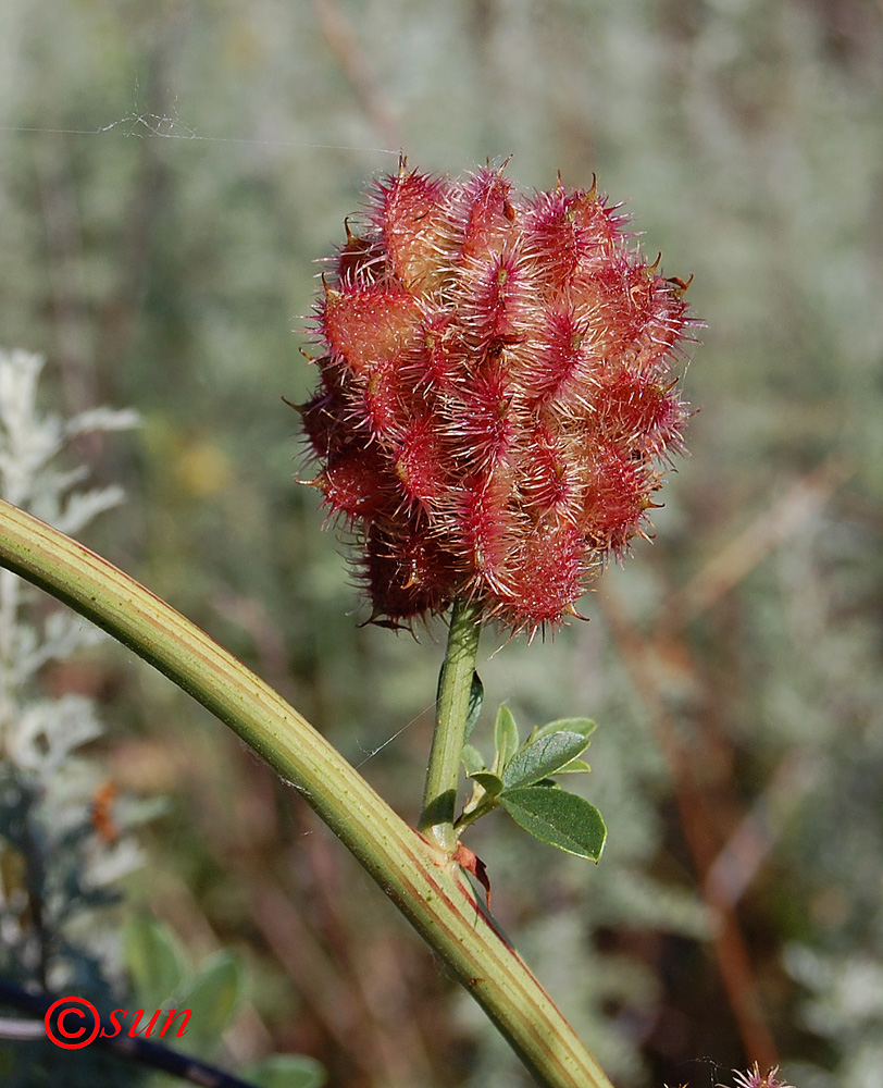 Изображение особи Glycyrrhiza echinata.