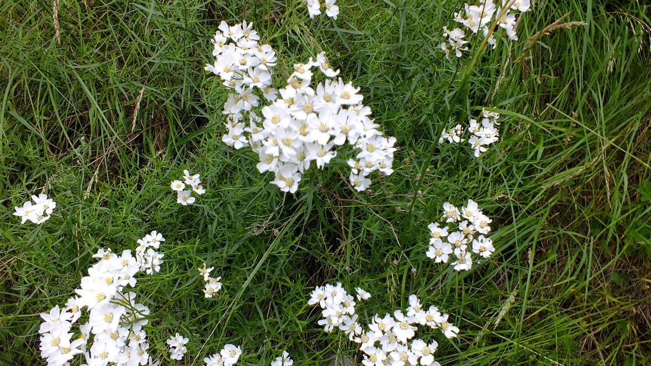 Image of Achillea biserrata specimen.