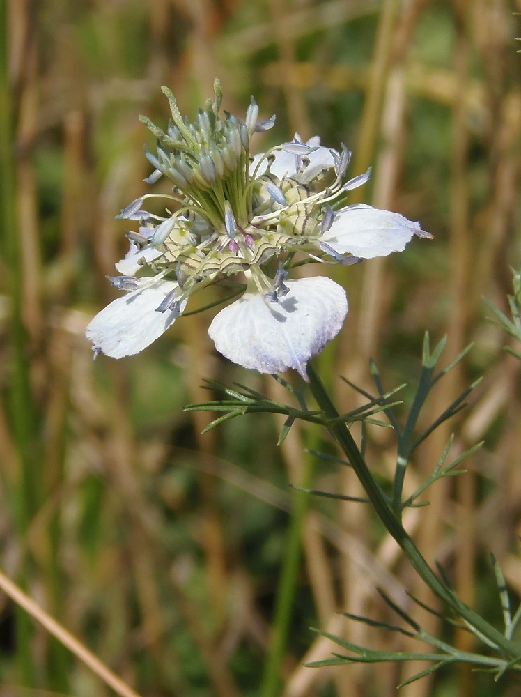 Изображение особи Nigella arvensis.