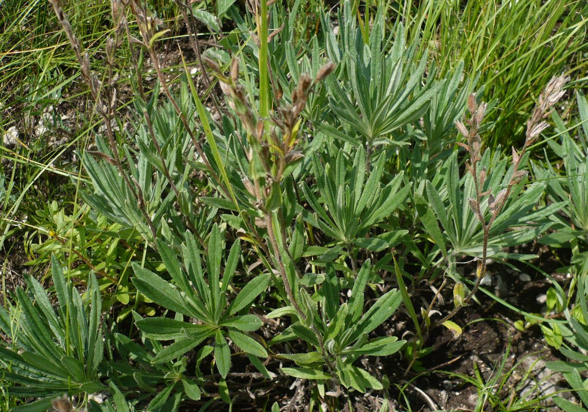 Image of Onosma simplicissima specimen.