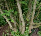 Quercus pontica. Нижняя часть многоствольного растения. Германия, г. Дюссельдорф, Ботанический сад университета. 03.06.2014.