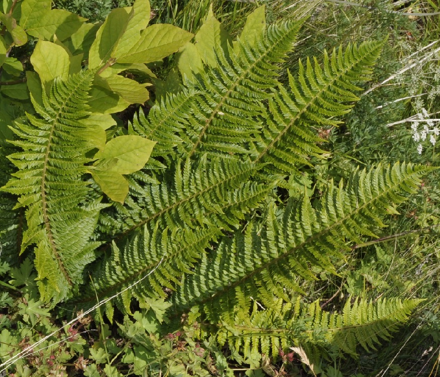 Изображение особи Polystichum setiferum.