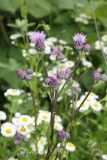 Cirsium incanum