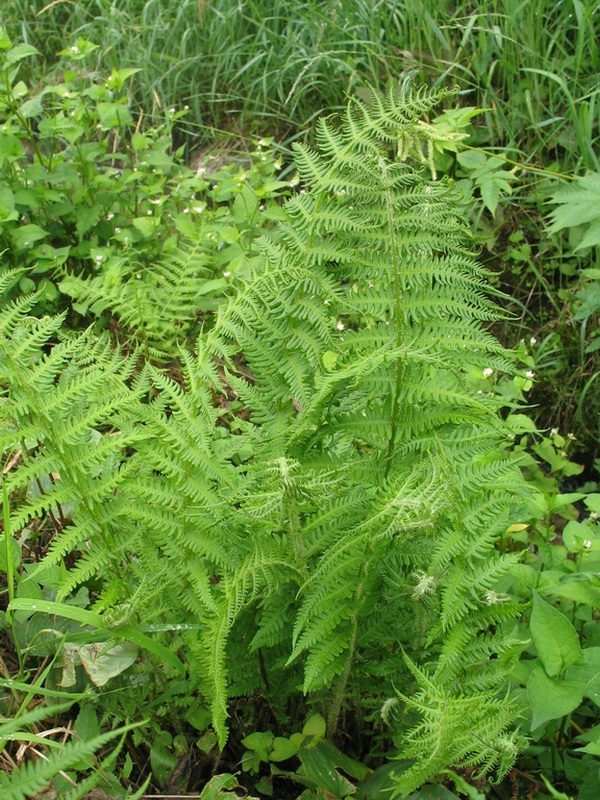 Image of Thelypteris palustris specimen.