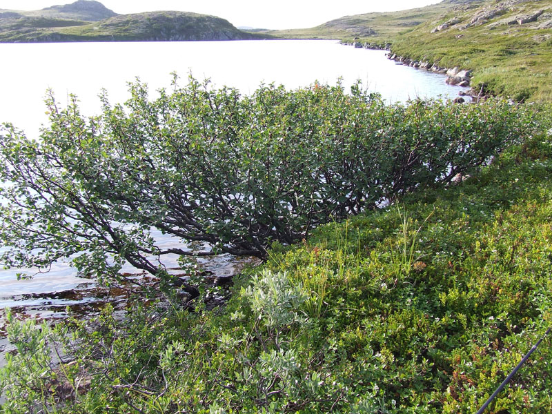 Image of genus Betula specimen.