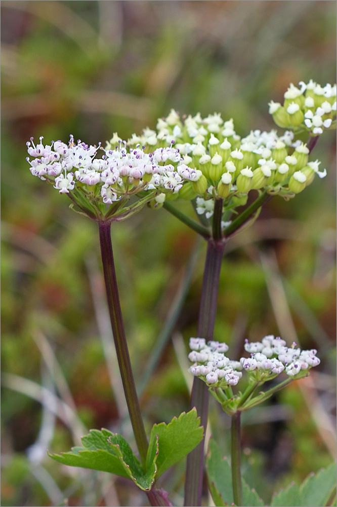 Image of Ligusticum scoticum specimen.