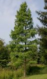 Taxodium разновидность imbricatum