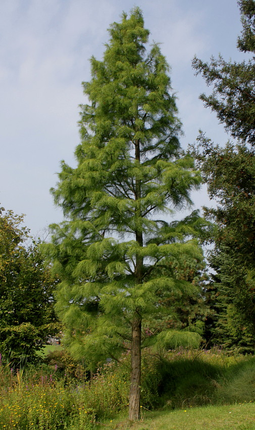 Image of Taxodium distichum var. imbricatum specimen.