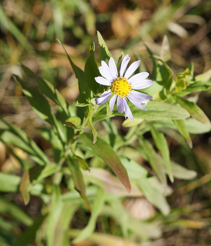 Image of Kalimeris integrifolia specimen.