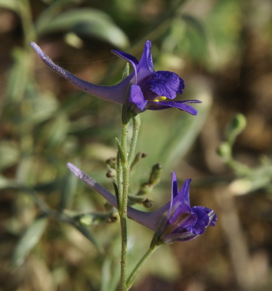 Изображение особи Delphinium peregrinum.