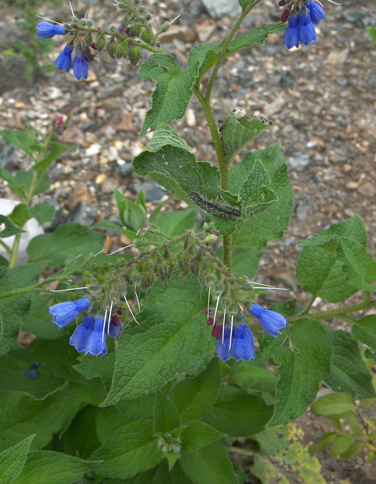 Изображение особи Symphytum asperum.