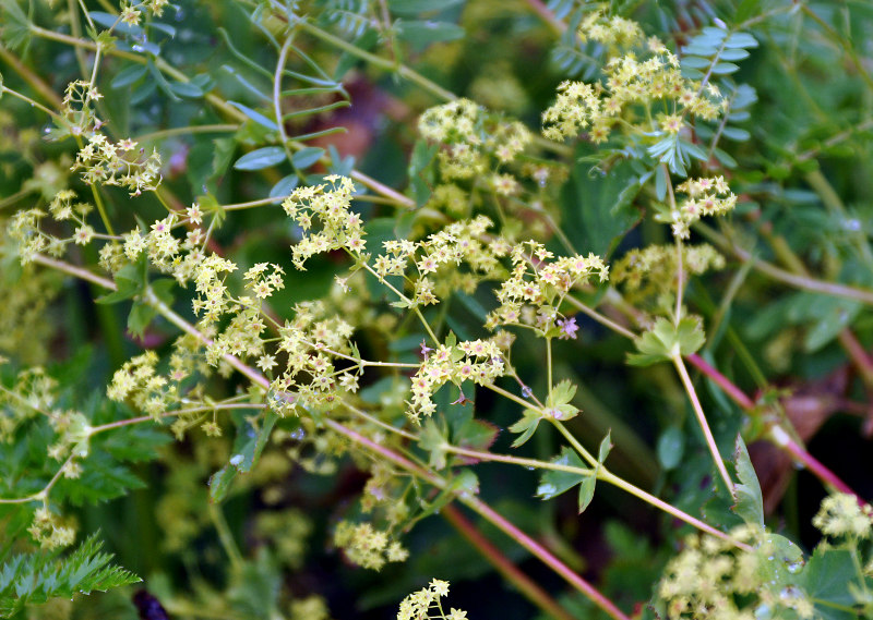 Image of genus Alchemilla specimen.
