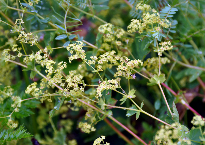 Изображение особи род Alchemilla.