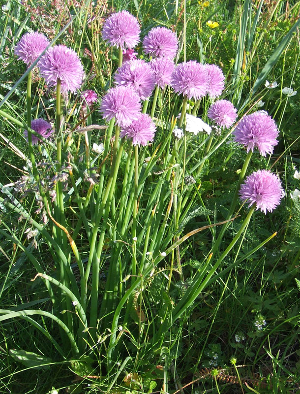 Image of Allium schoenoprasum specimen.