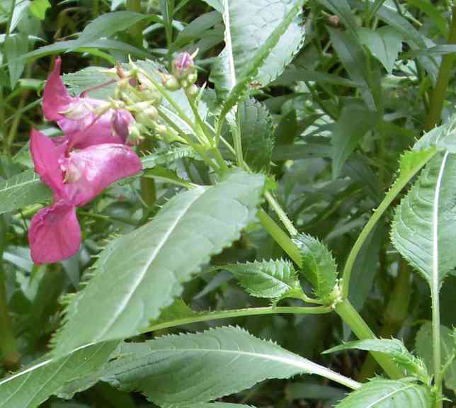 Image of Impatiens glandulifera specimen.