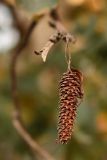 Betula pendula