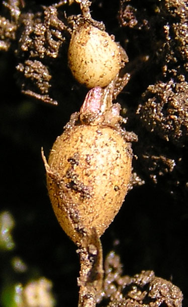 Image of Pseudostellaria sylvatica specimen.