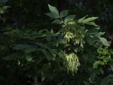 Fraxinus pennsylvanica. Ветвь с соплодиями. Санкт-Петербург, 24.06.2009.