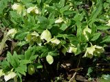 Helleborus caucasicus