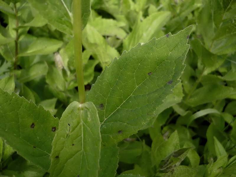 Image of Campanula latifolia specimen.