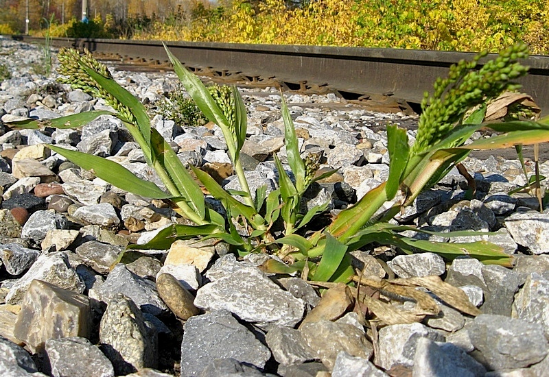 Image of Panicum miliaceum specimen.