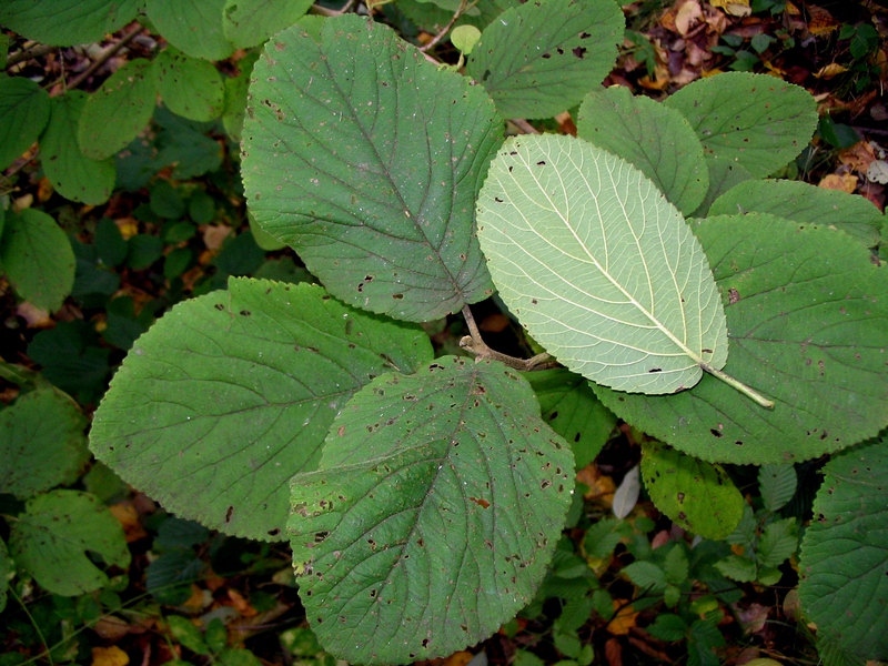 Image of Viburnum lantana specimen.