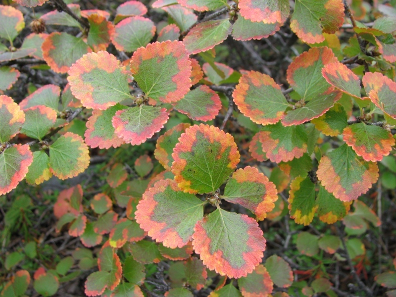 Image of Betula divaricata specimen.
