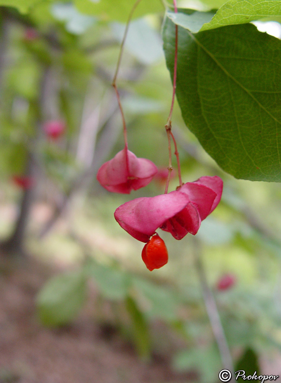 Изображение особи род Euonymus.