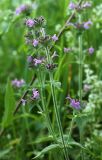 Clinopodium vulgare