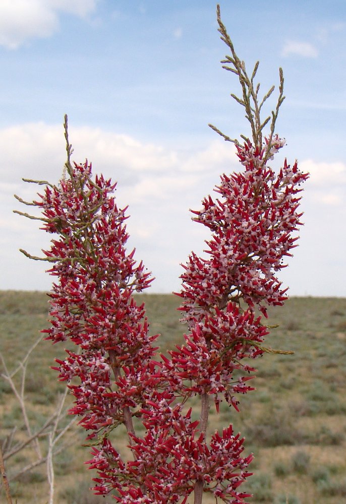Image of genus Tamarix specimen.
