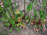 Rumex acetosa