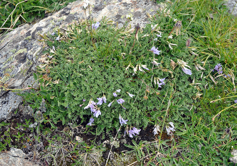 Изображение особи Astragalus levieri.